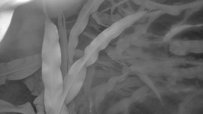 Thumbnail of Ground Image Near Infrared - Pesotum 
