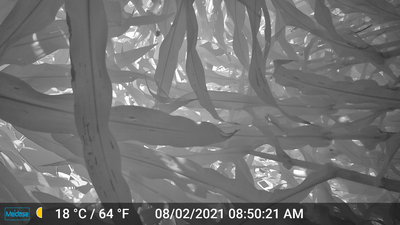 Thumbnail of Ground Image Near Infrared - Villa Grove 